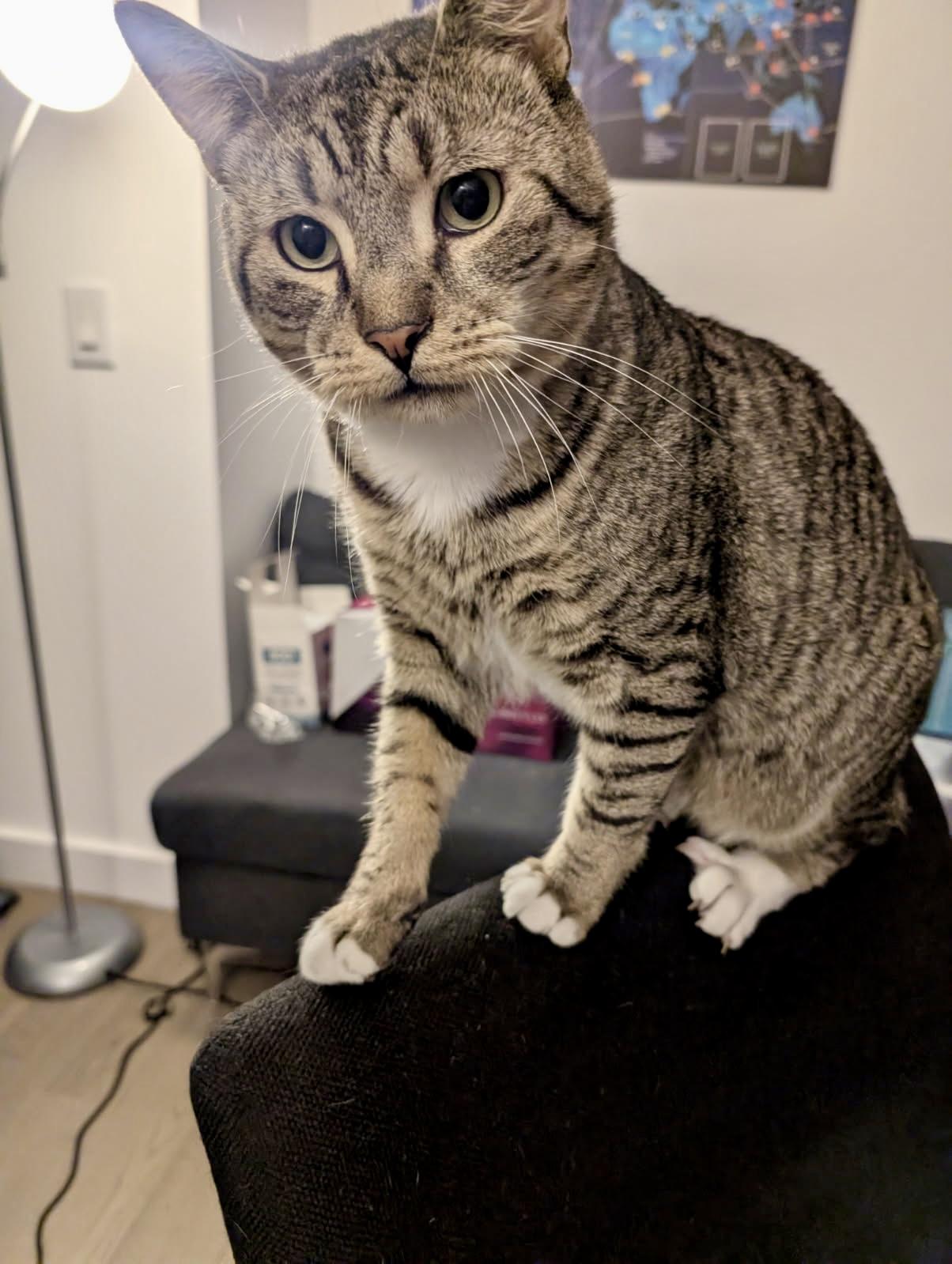 Leo, adoptable, Young Male Domestic Short Hair.