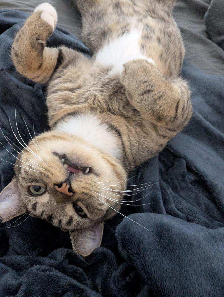 Enlarge Leo, an adoptable Domestic Short Hair in Jersey City, NJ image 6/6