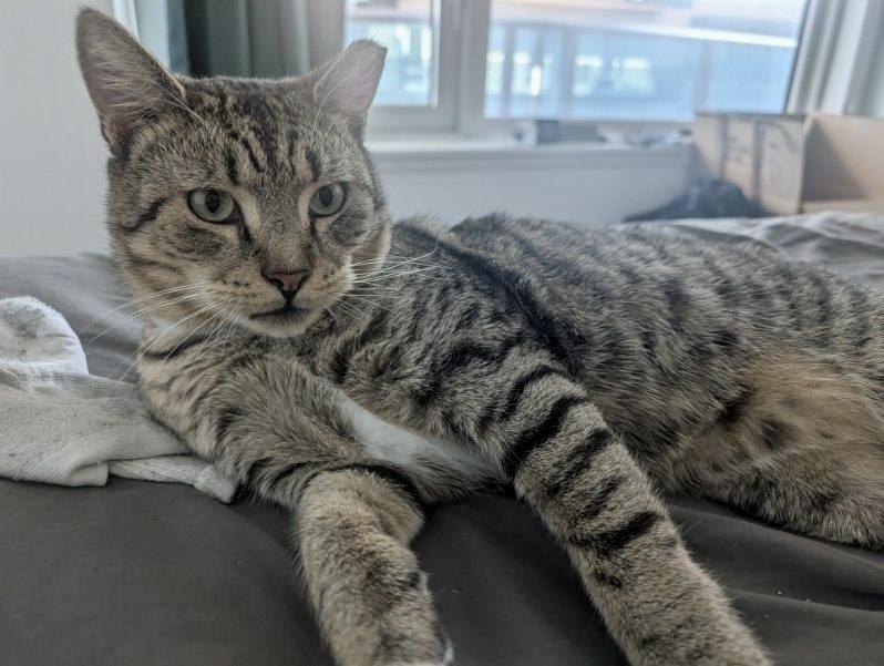 Enlarge Leo, an adoptable Domestic Short Hair in Jersey City, NJ image 4/6