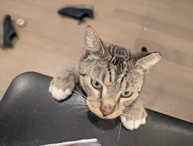 Enlarge Leo, an adoptable Domestic Short Hair in Jersey City, NJ image 3/6