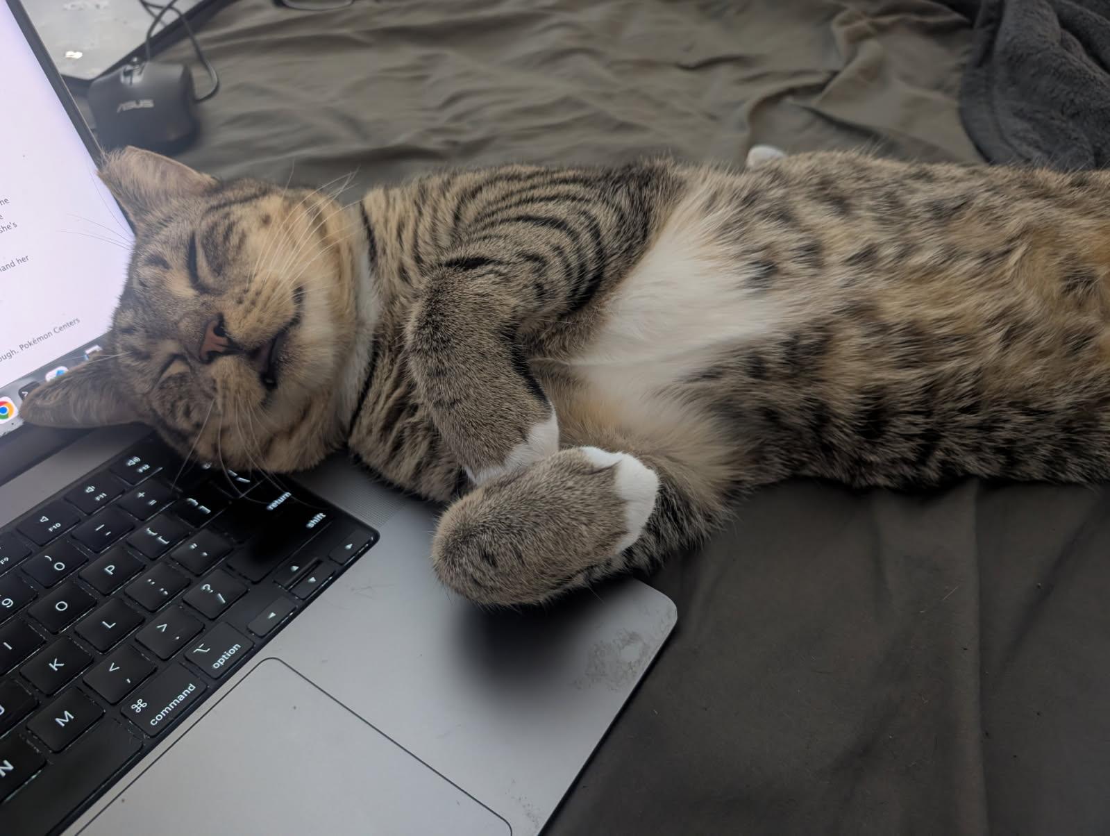 Enlarge Leo, an adoptable Domestic Short Hair in Jersey City, NJ image 2/6