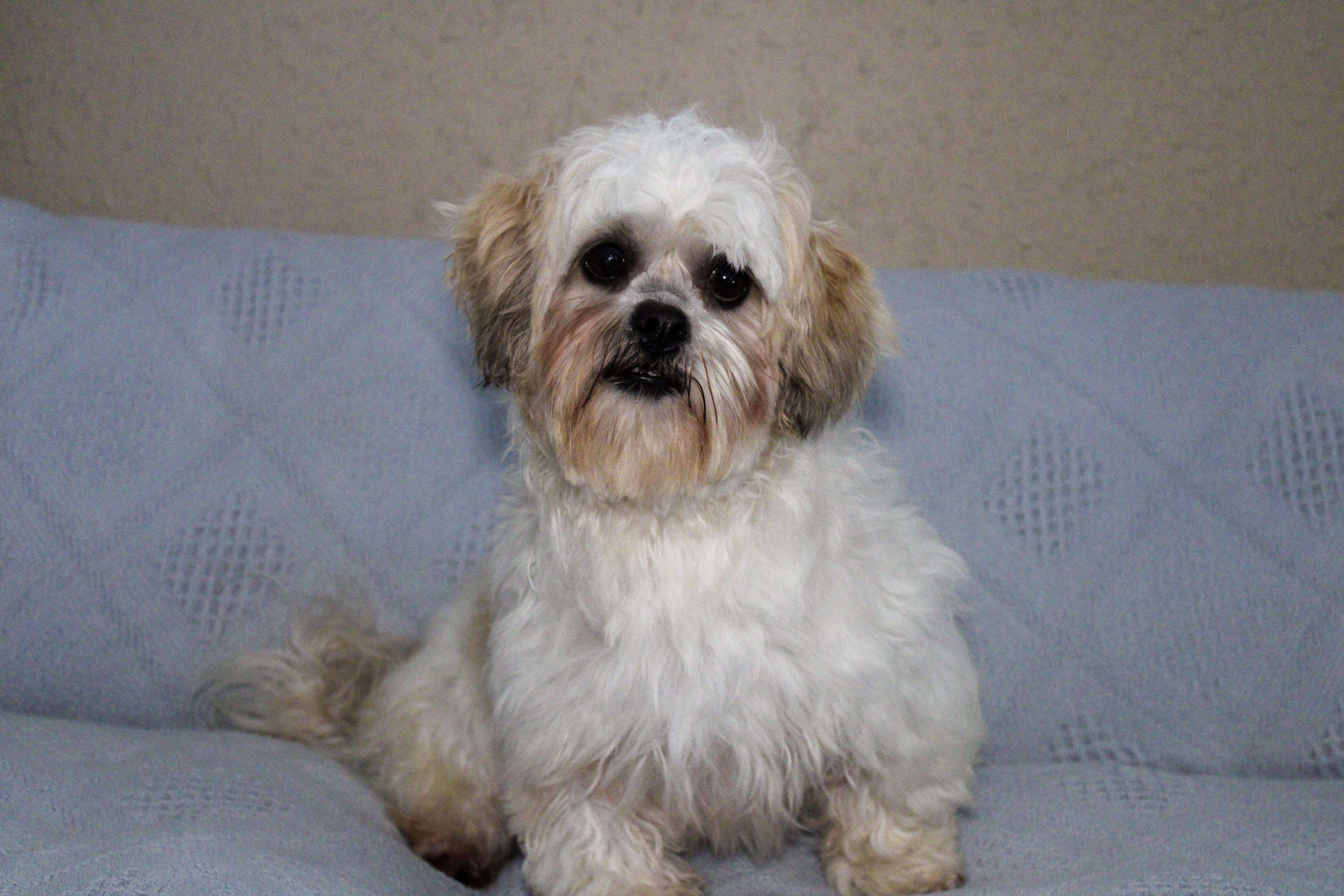 Enlarge Janky, a ADOPTABLE Lhasa Apso in Neosho, MO image 1/2