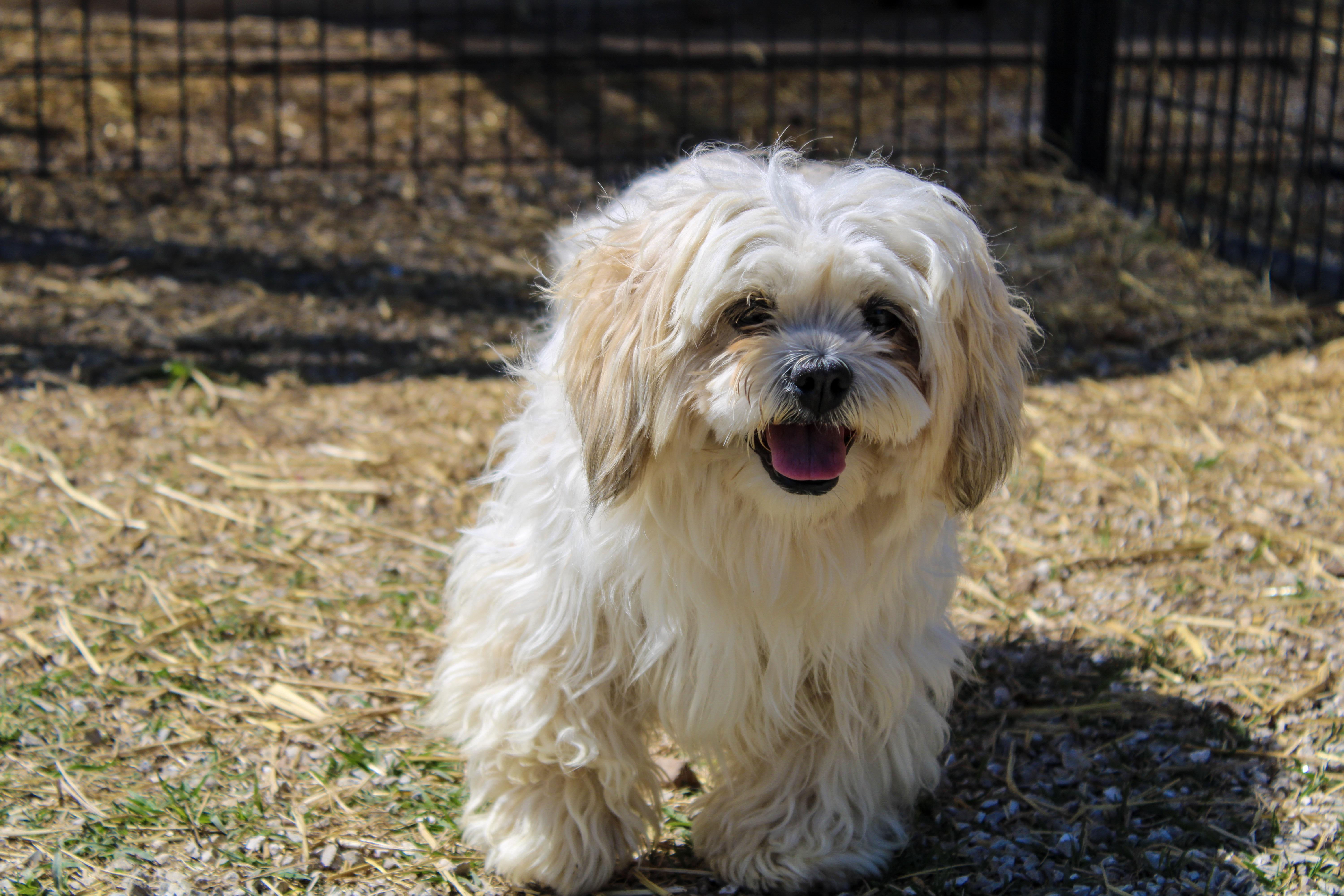 Enlarge Janky, a ADOPTABLE Lhasa Apso in Neosho, MO image 2/4