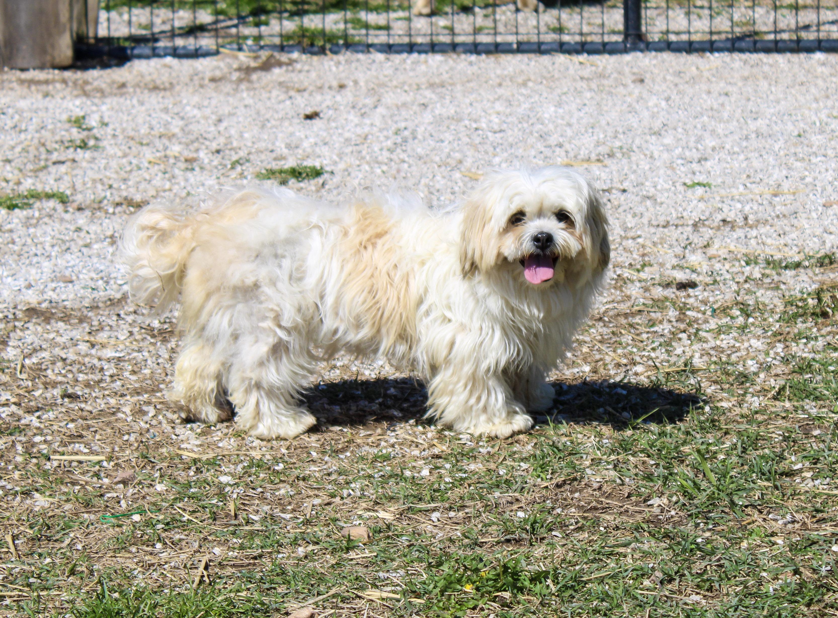 Janky, ADOPTABLE, Adult Female Lhasa Apso.