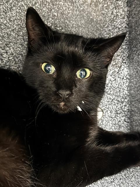 PIPPA, Adoptable, Young Female Domestic Short Hair.