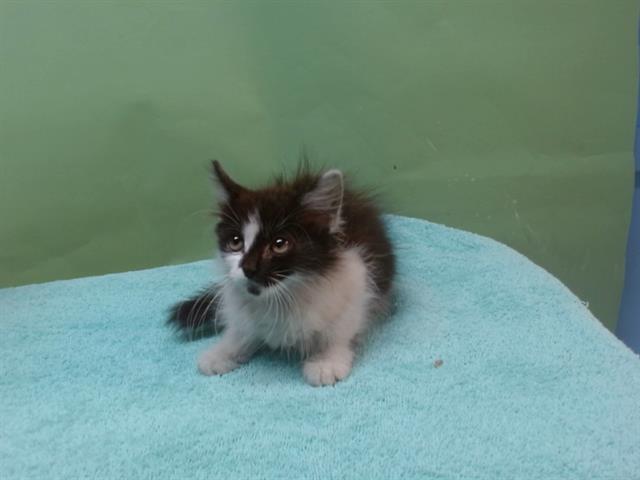 CHOCOLATE, Adoptable, Kitten Female Domestic Short Hair.