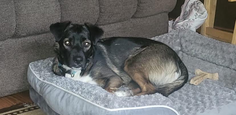 Raiden, Adoptable, Young Male Collie & German Shepherd Dog.