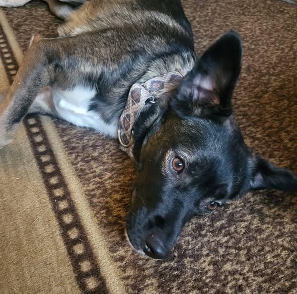 Enlarge Raiden, a Adoptable mixed breed in Flossmoor, IL image 2/4