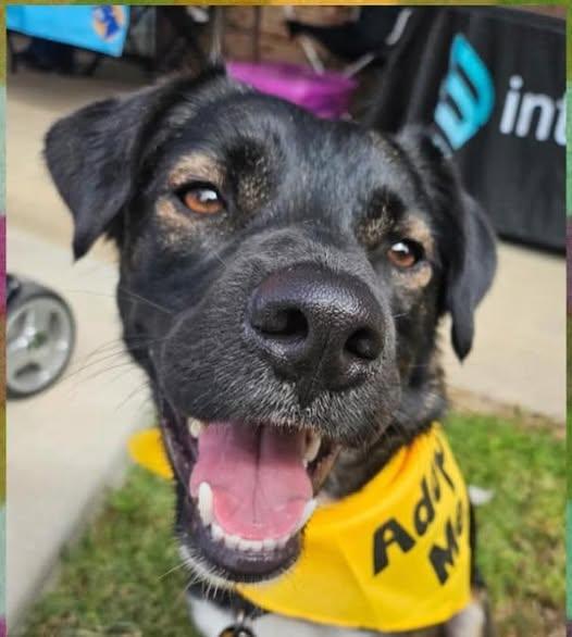 Enlarge Raiden, a Adoptable mixed breed in Flossmoor, IL image 3/4