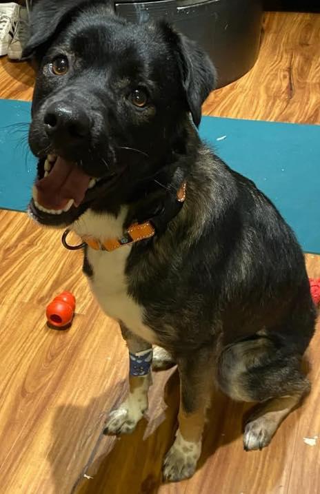 Enlarge Raiden, a Adoptable mixed breed in Flossmoor, IL image 4/4