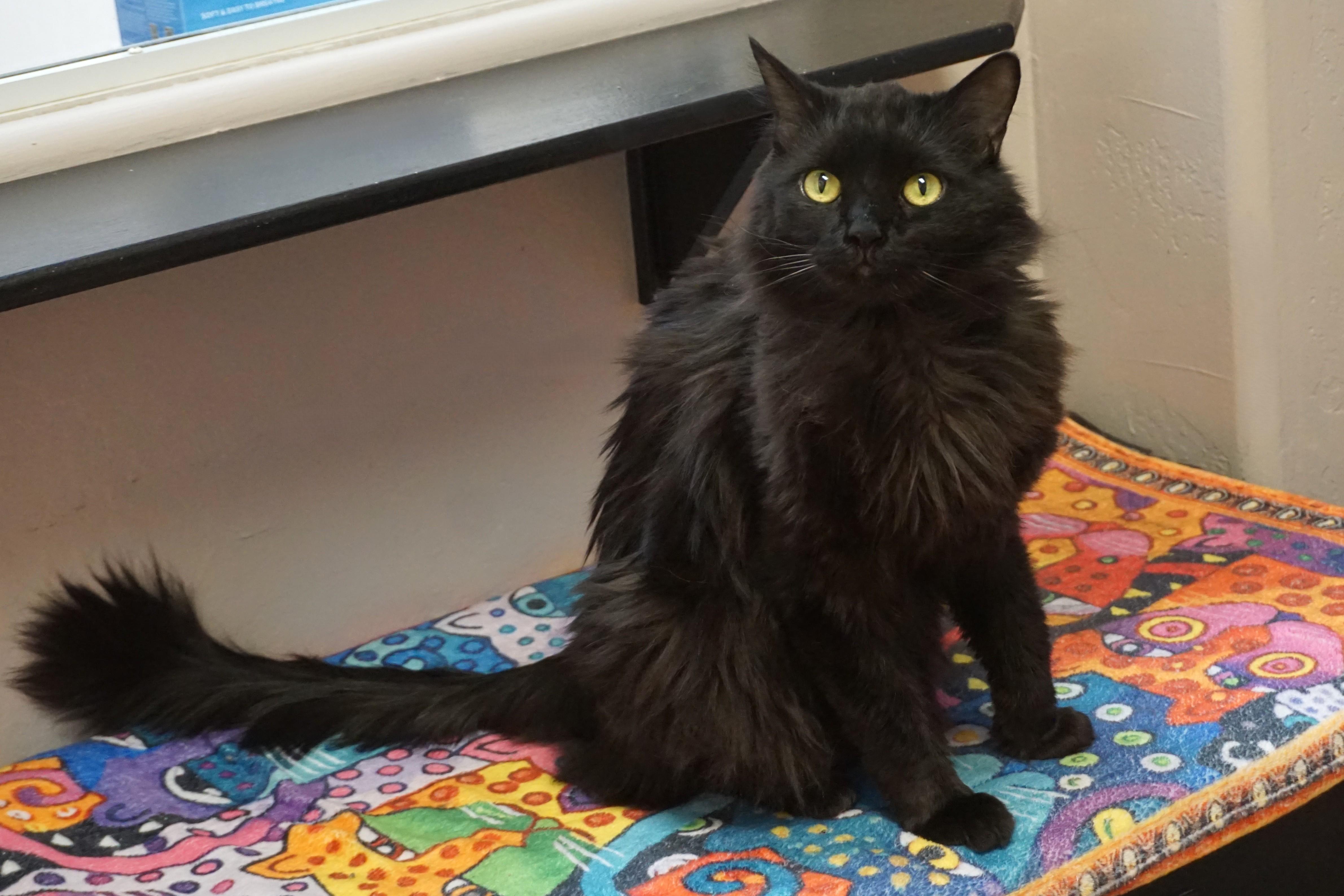 Enlarge Mr. Axel, a Adoptable Domestic Long Hair in Fountain Hills, AZ image 2/6