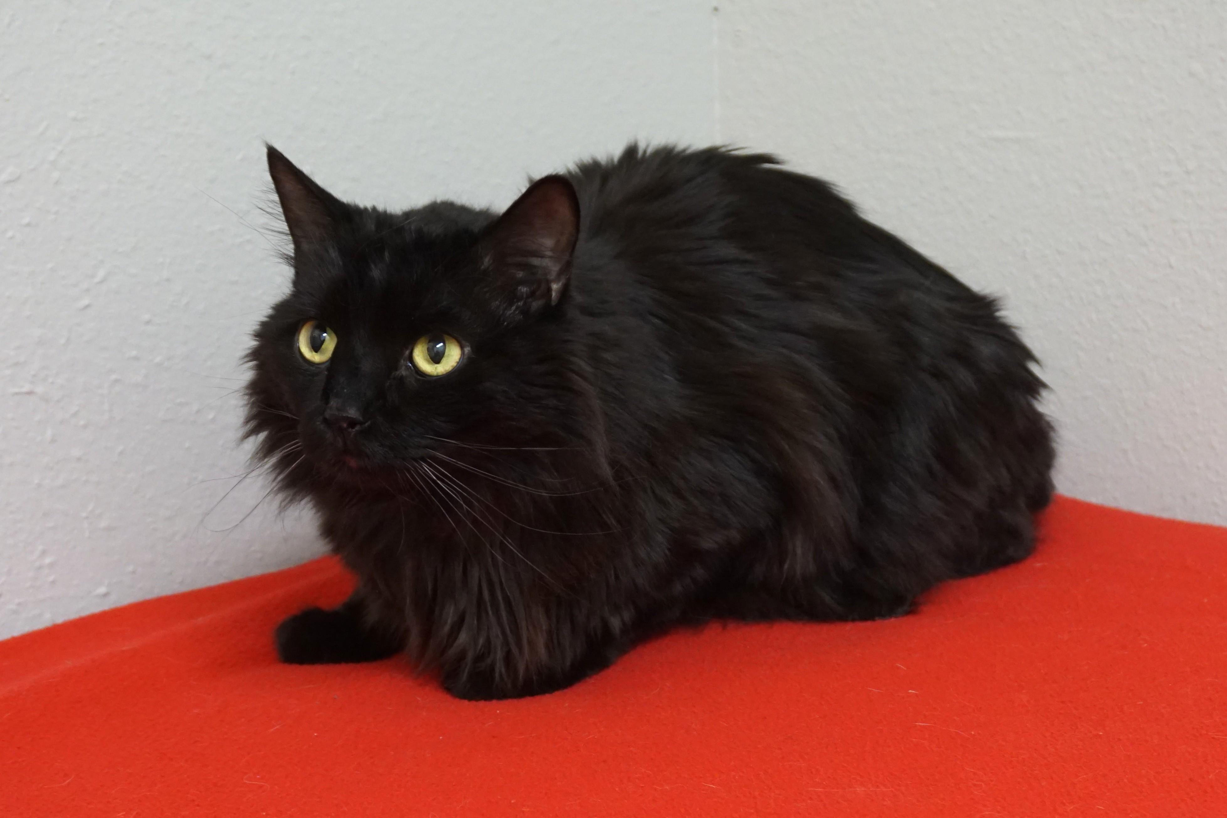 Enlarge Mr. Axel, a ADOPTABLE Domestic Long Hair in Fountain Hills, AZ image 6/6
