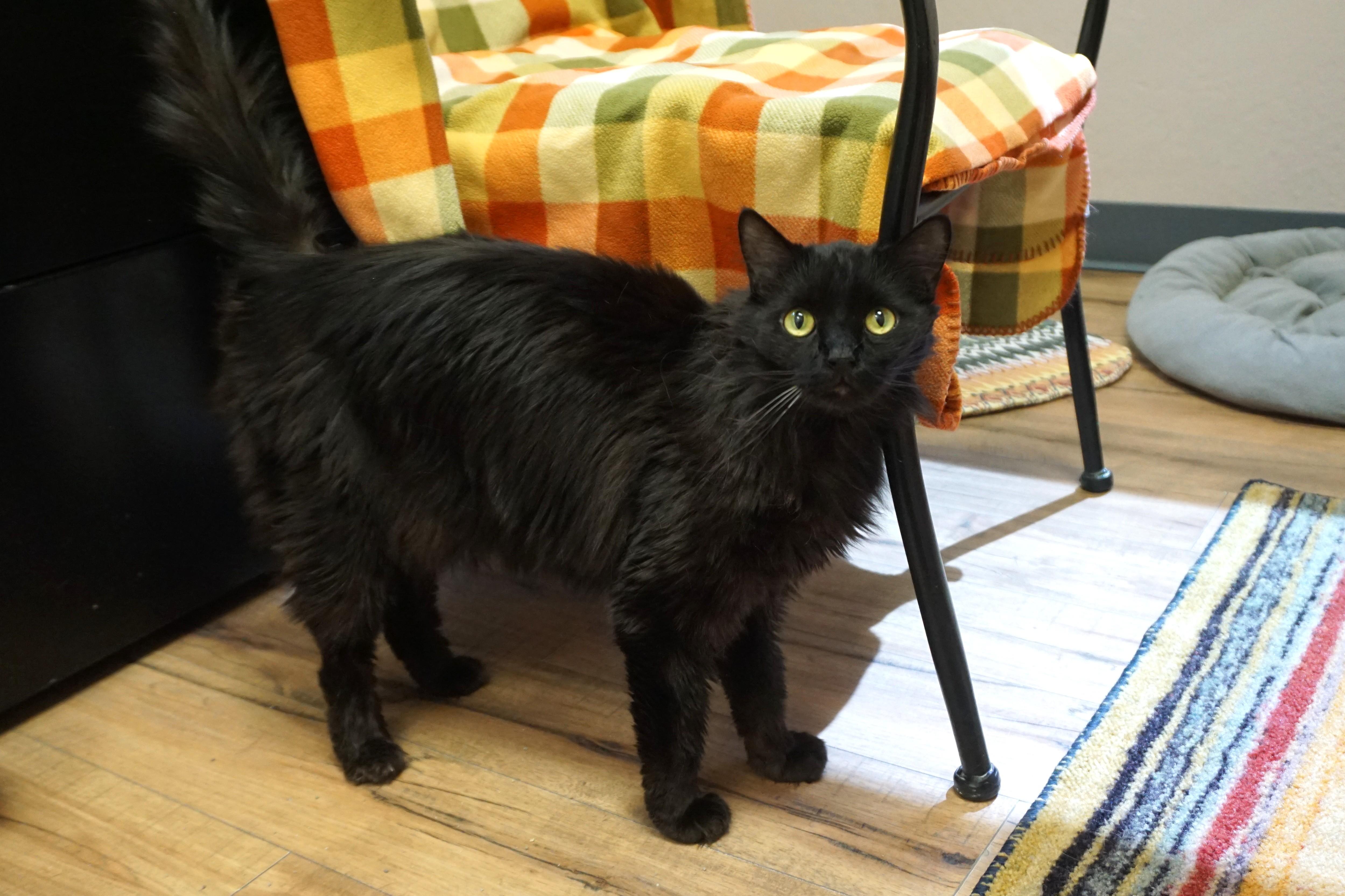 Enlarge Mr. Axel, a ADOPTABLE Domestic Long Hair in Fountain Hills, AZ image 2/6
