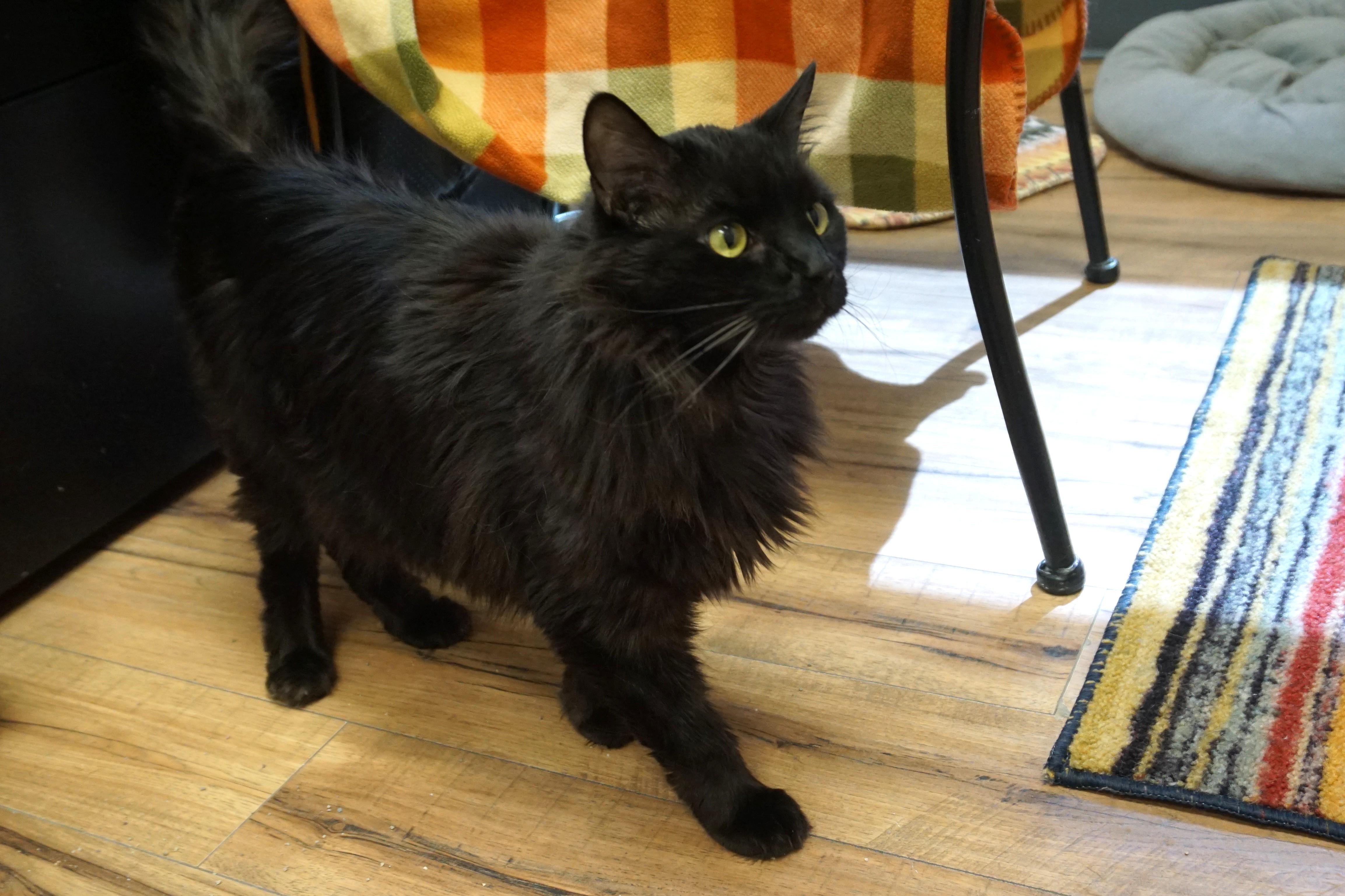 Enlarge Mr. Axel, a ADOPTABLE Domestic Long Hair in Fountain Hills, AZ image 3/6