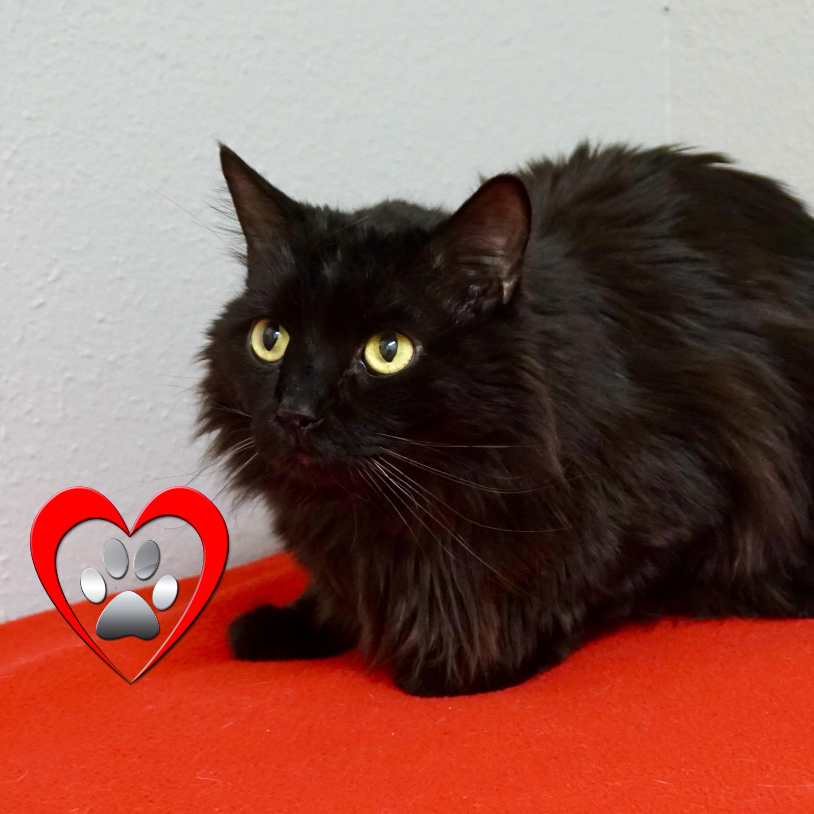Enlarge Mr. Axel, a ADOPTABLE Domestic Long Hair in Fountain Hills, AZ image 1/6