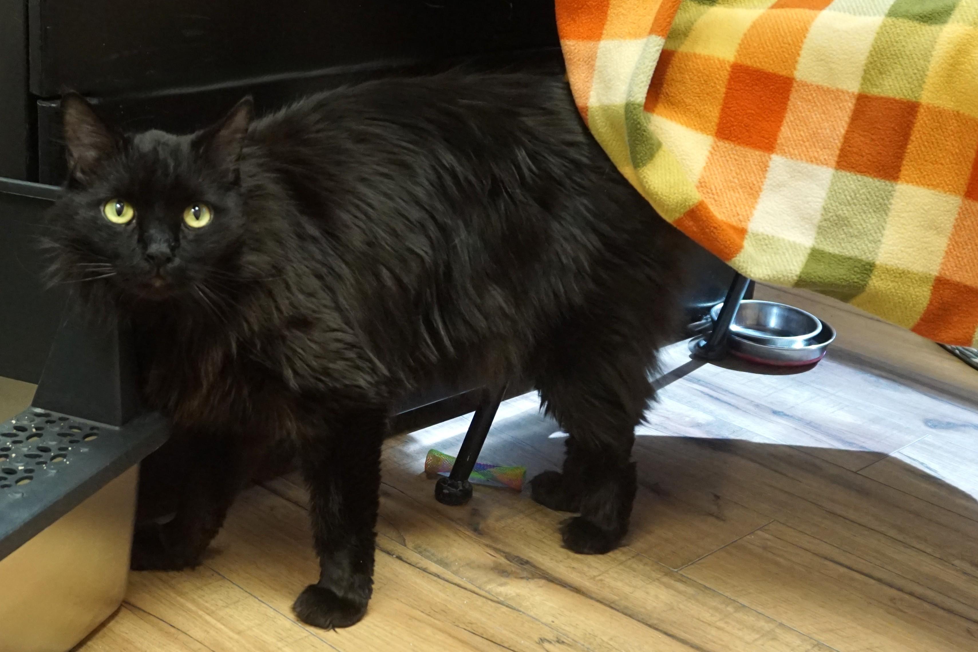 Enlarge Mr. Axel, a ADOPTABLE Domestic Long Hair in Fountain Hills, AZ image 4/6