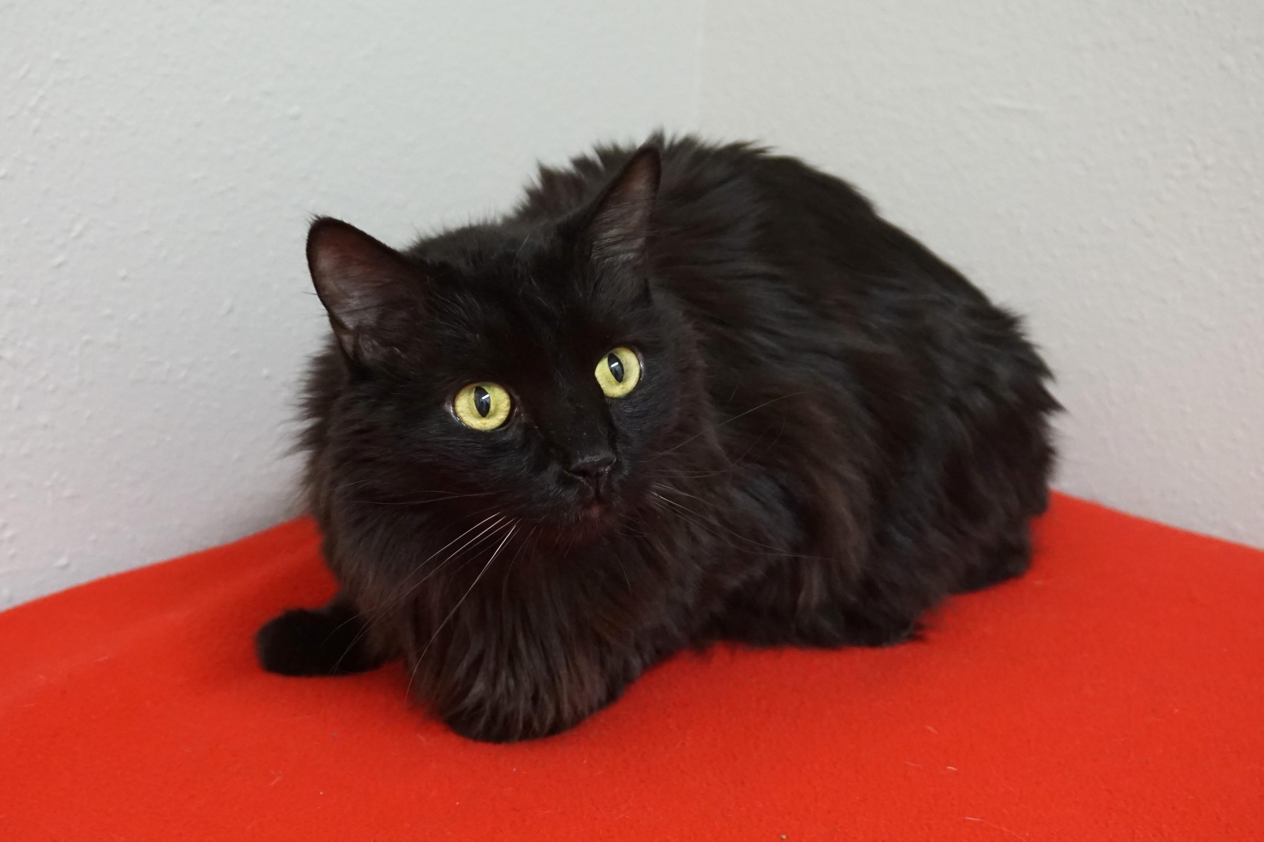 Enlarge Mr. Axel, a ADOPTABLE Domestic Long Hair in Fountain Hills, AZ image 5/6