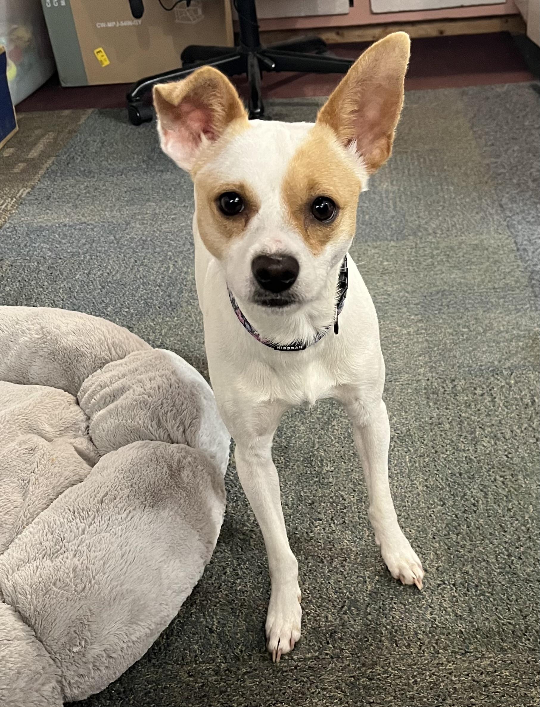 Enlarge Jenny, an adopted mixed breed in Madison Heights, MI image 2/6