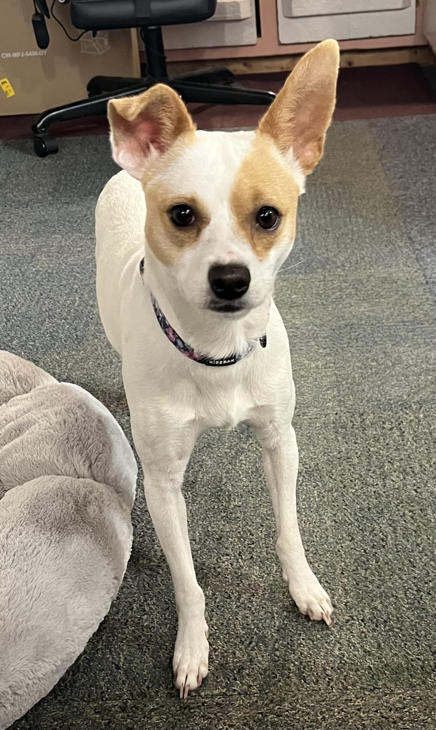 Jenny, adopted, Adult Female Chihuahua.