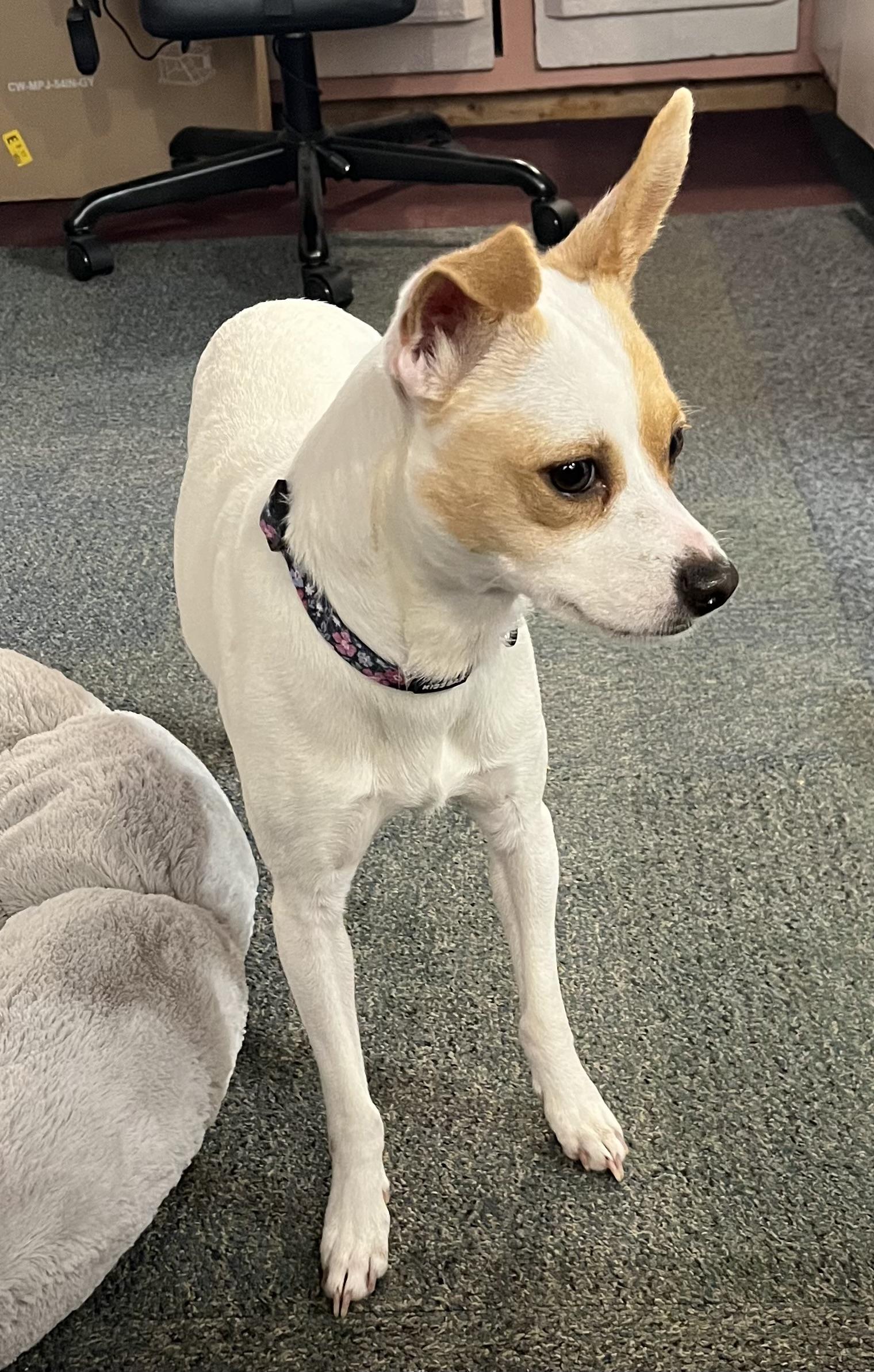 Enlarge Jenny, an adopted mixed breed in Madison Heights, MI image 6/6