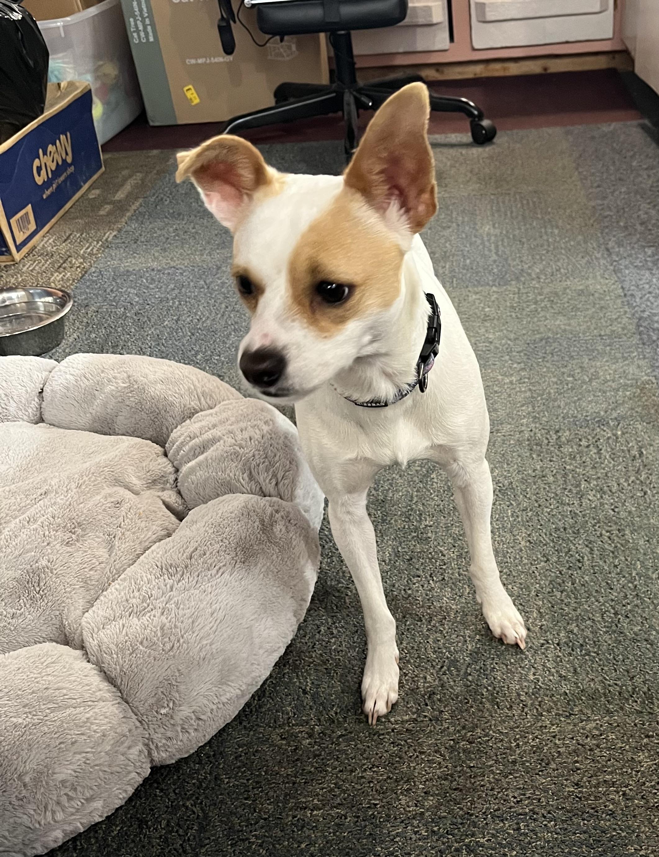 Enlarge Jenny, an adopted mixed breed in Madison Heights, MI image 4/6