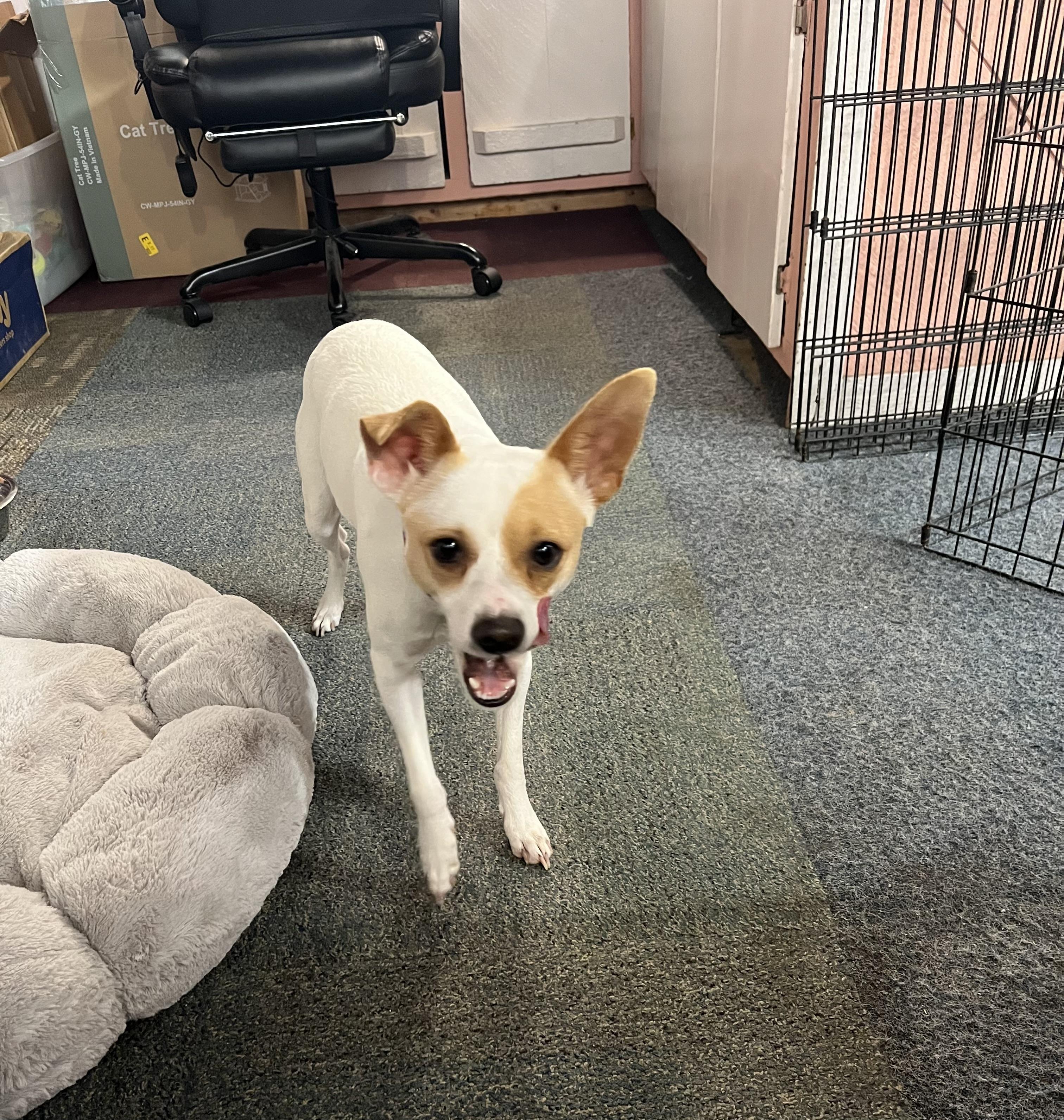 Enlarge Jenny, an adopted mixed breed in Madison Heights, MI image 5/6