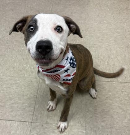 Enlarge Vesper - In Foster Home, a ADOPTABLE Mixed Breed in Hamilton, OH image 1/2