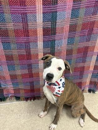 Enlarge Vesper - In Foster Home, a ADOPTABLE Mixed Breed in Hamilton, OH image 2/2