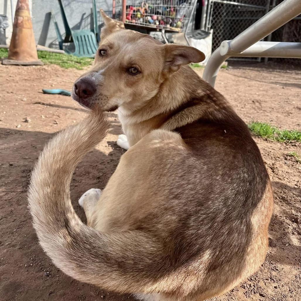 SSAW-Stray-23053, Adoptable, Adult Male Shepherd & Mixed Breed.
