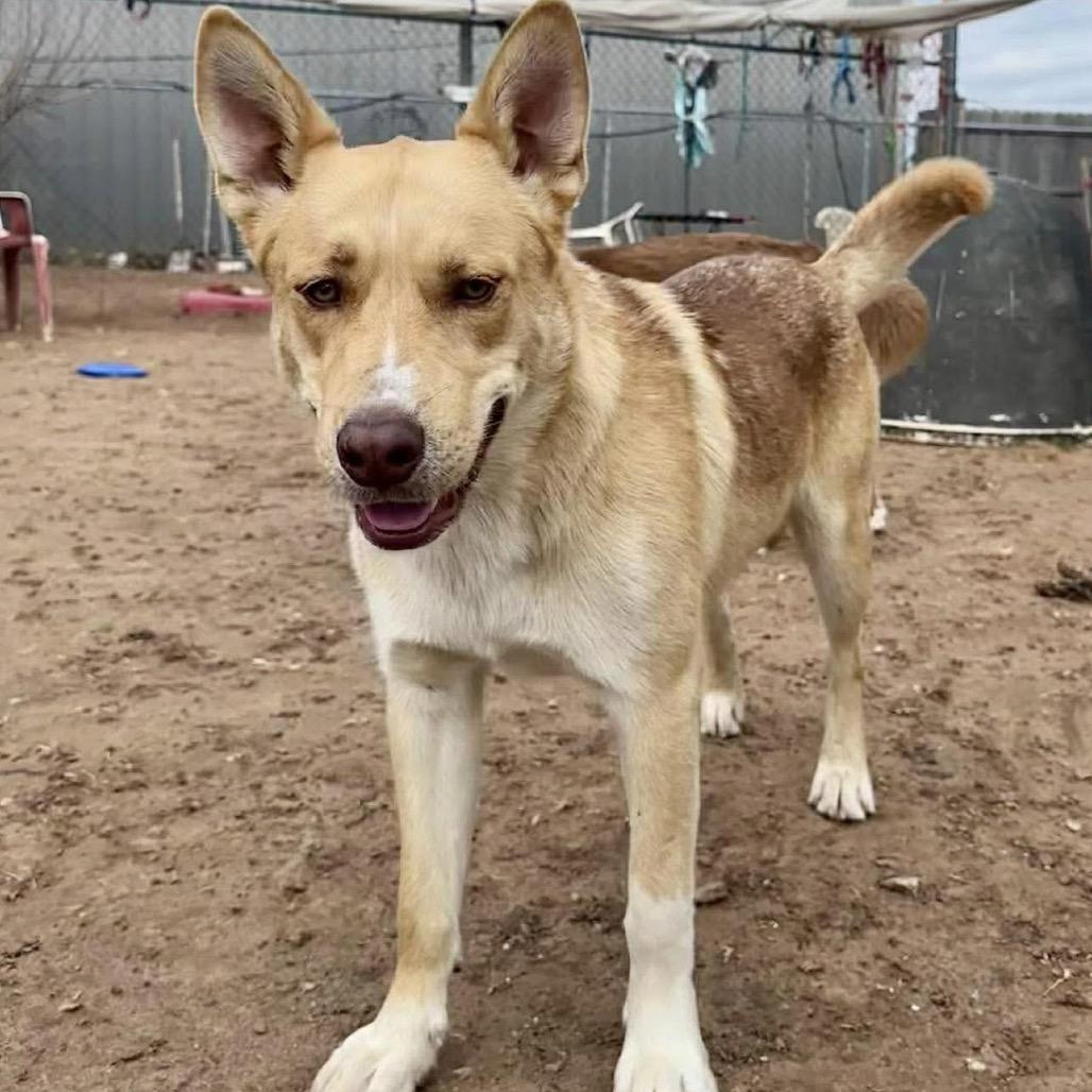 Enlarge SSAW-Stray-23053, a Adoptable mixed breed in Sand Springs, OK image 2/5