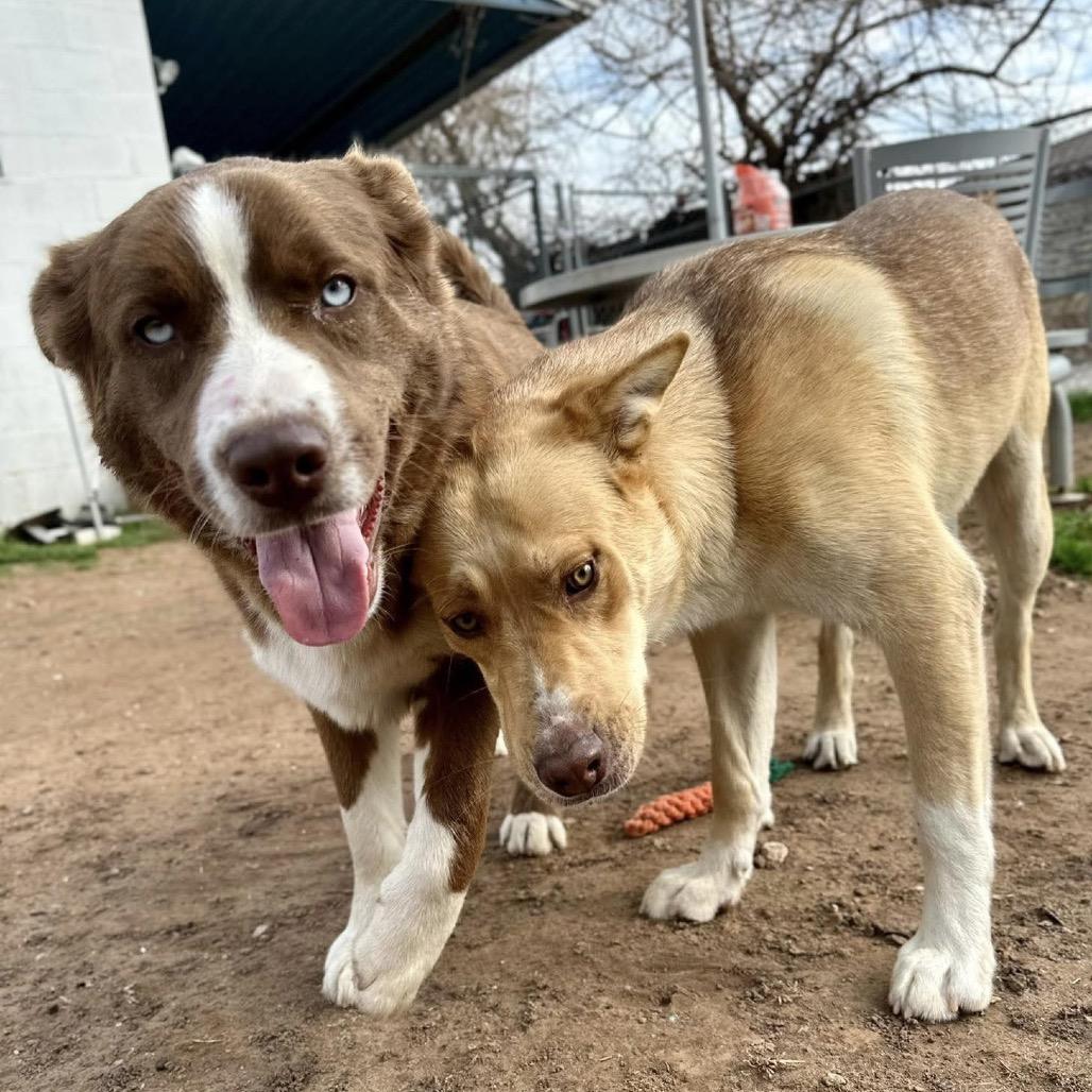 Enlarge SSAW-Stray-23053, a Adoptable mixed breed in Sand Springs, OK image 3/5
