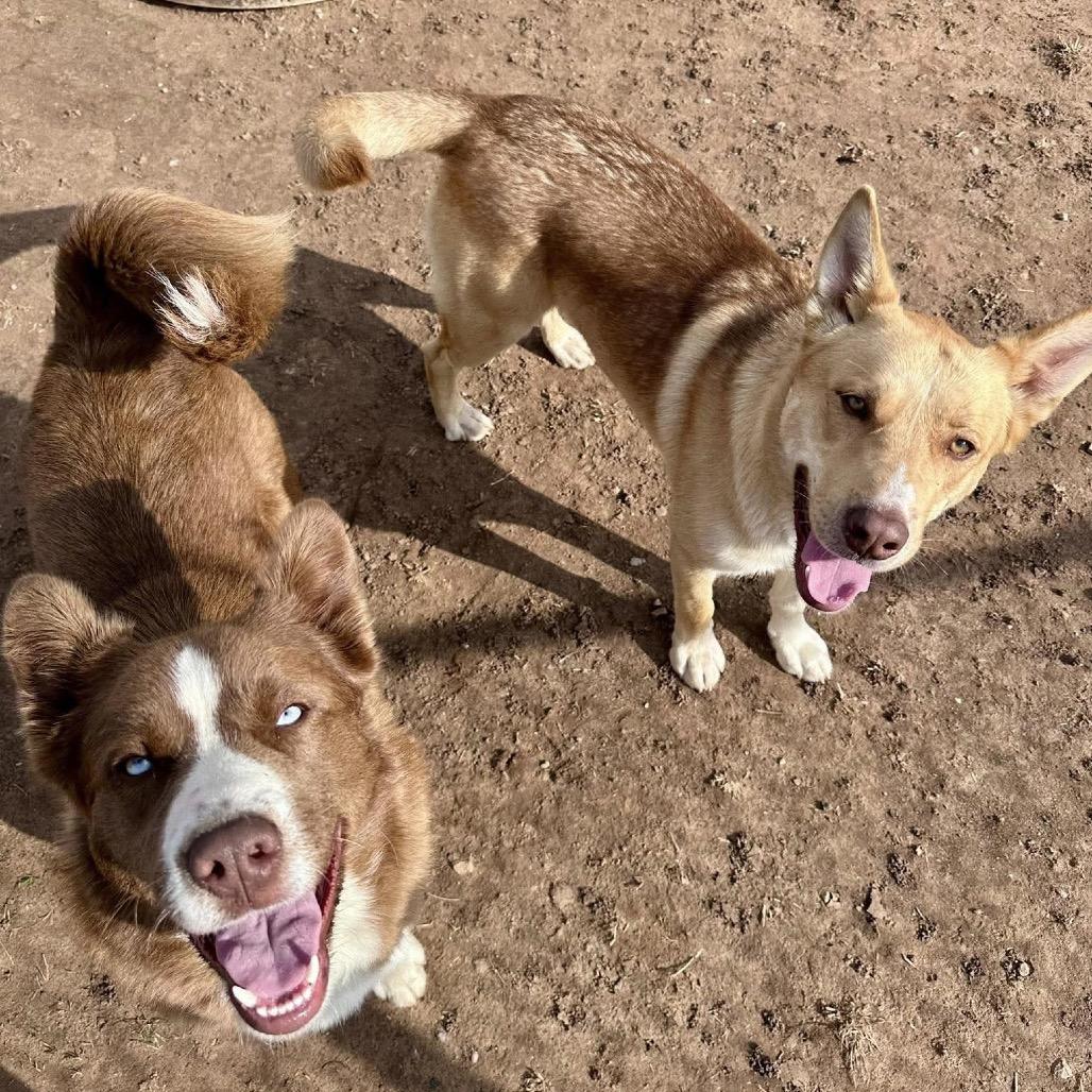 Enlarge SSAW-Stray-23053, a Adoptable mixed breed in Sand Springs, OK image 5/5