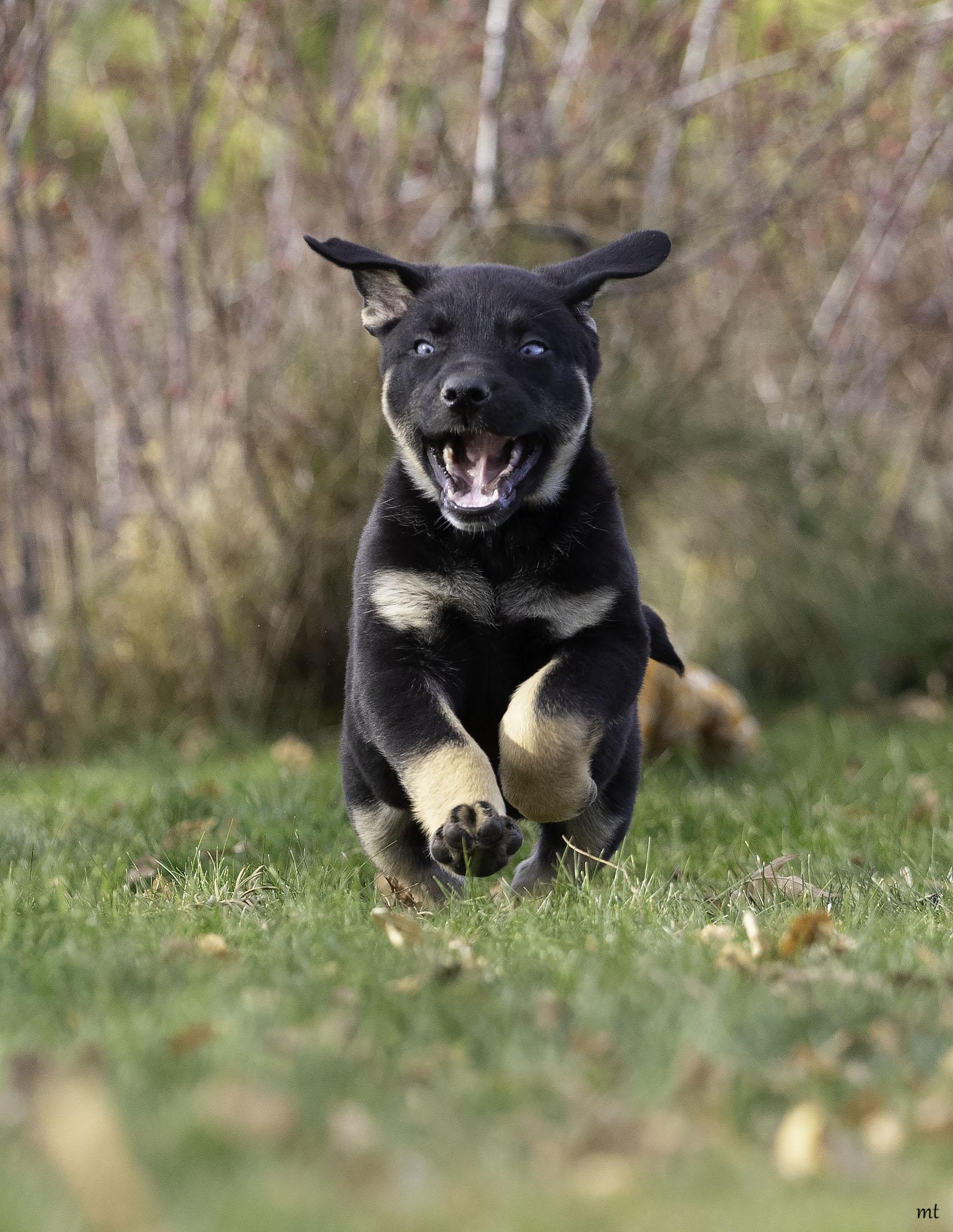 Landon, adopted, Puppy Male Shepherd.