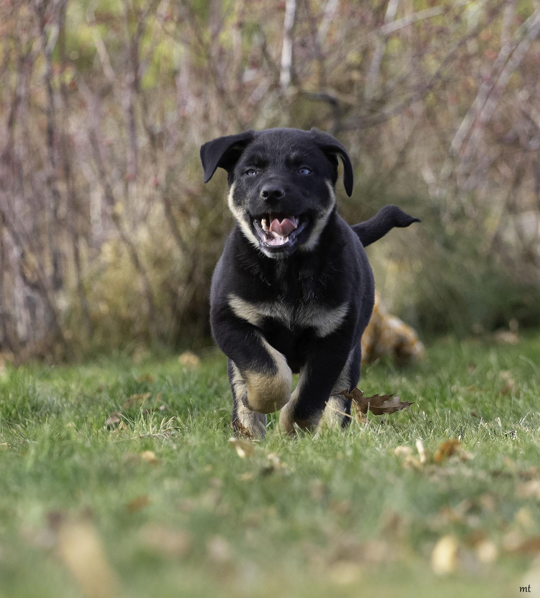Landon, an adopted mixed breed in Washoe Valley, NV image 2/5