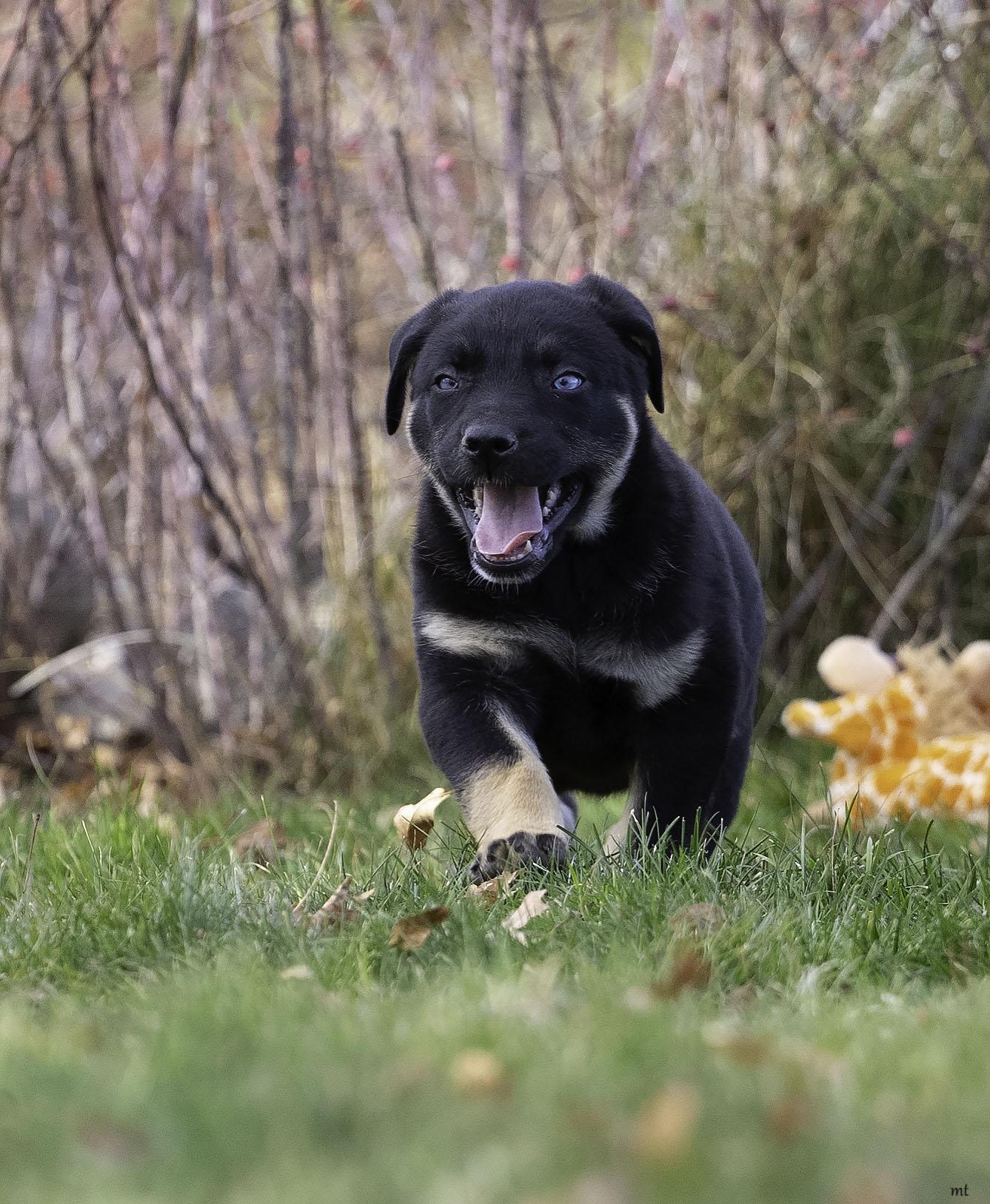 Landon, an adopted mixed breed in Washoe Valley, NV image 3/5