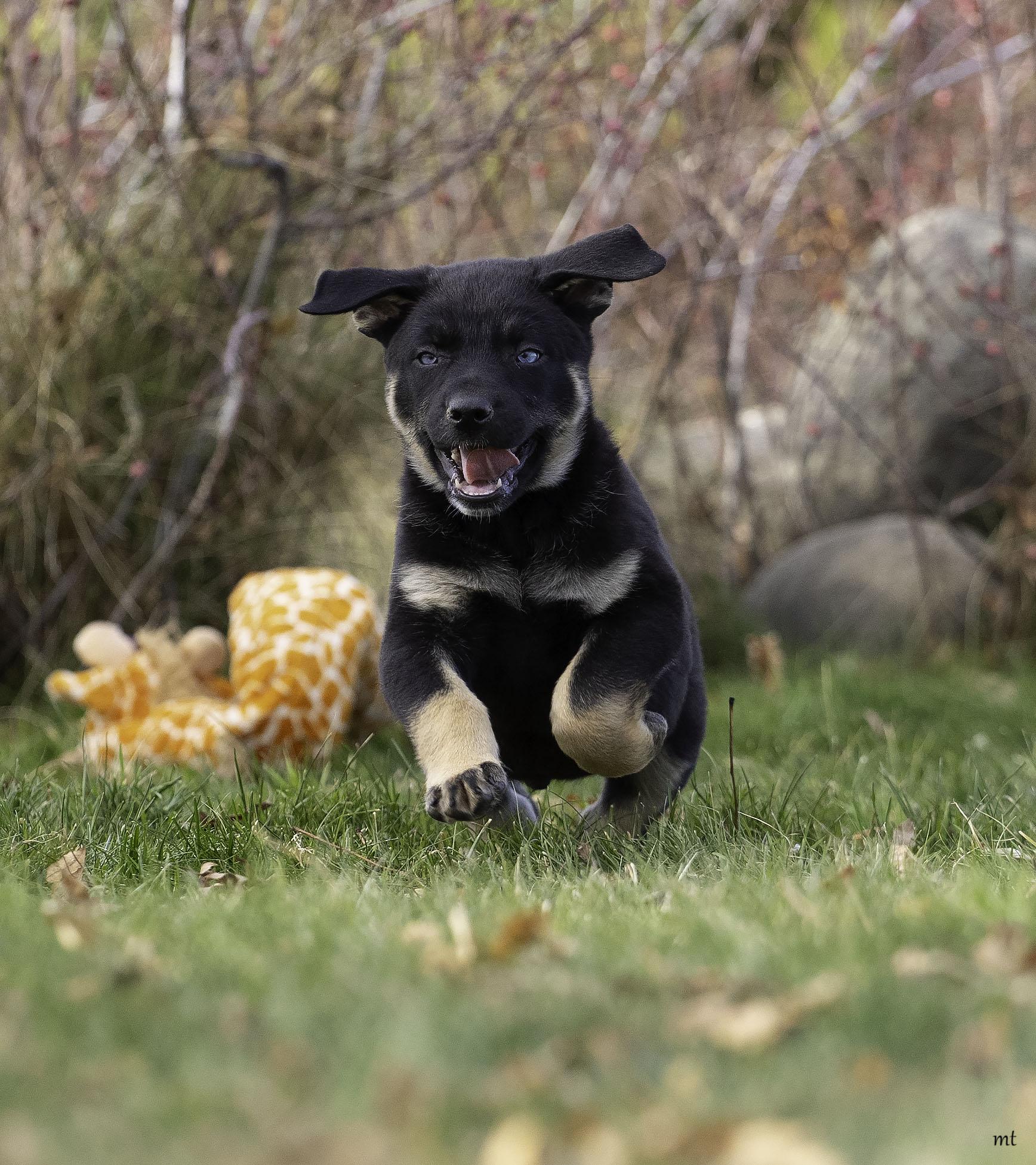Landon, an adopted mixed breed in Washoe Valley, NV image 4/5