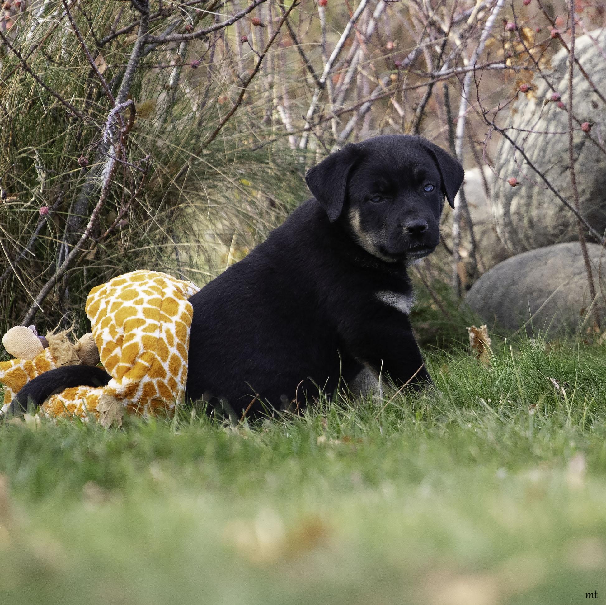 Landon, an adopted mixed breed in Washoe Valley, NV image 5/5