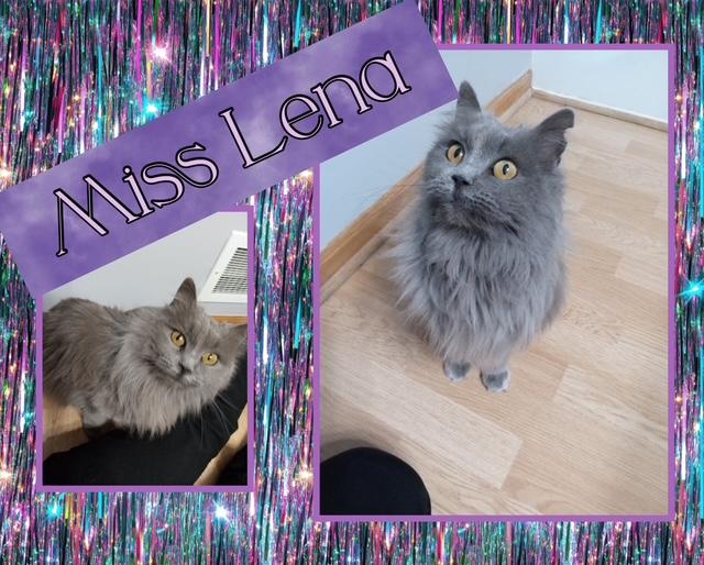 Enlarge Lena, a Adoptable Domestic Long Hair in Kearney, NE image 1/1