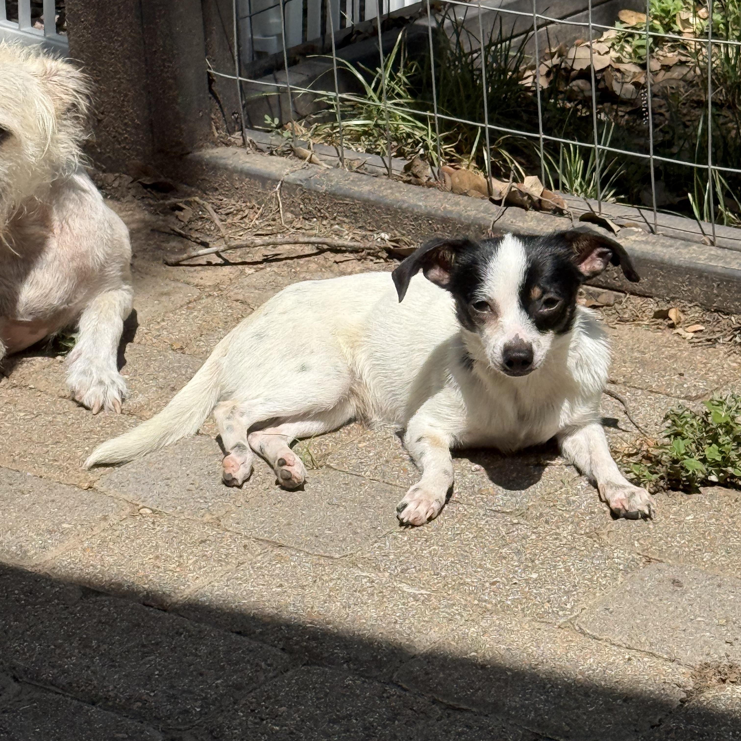 Sprinkles, a ADOPTABLE Chihuahua in Austin, TX image 2/6