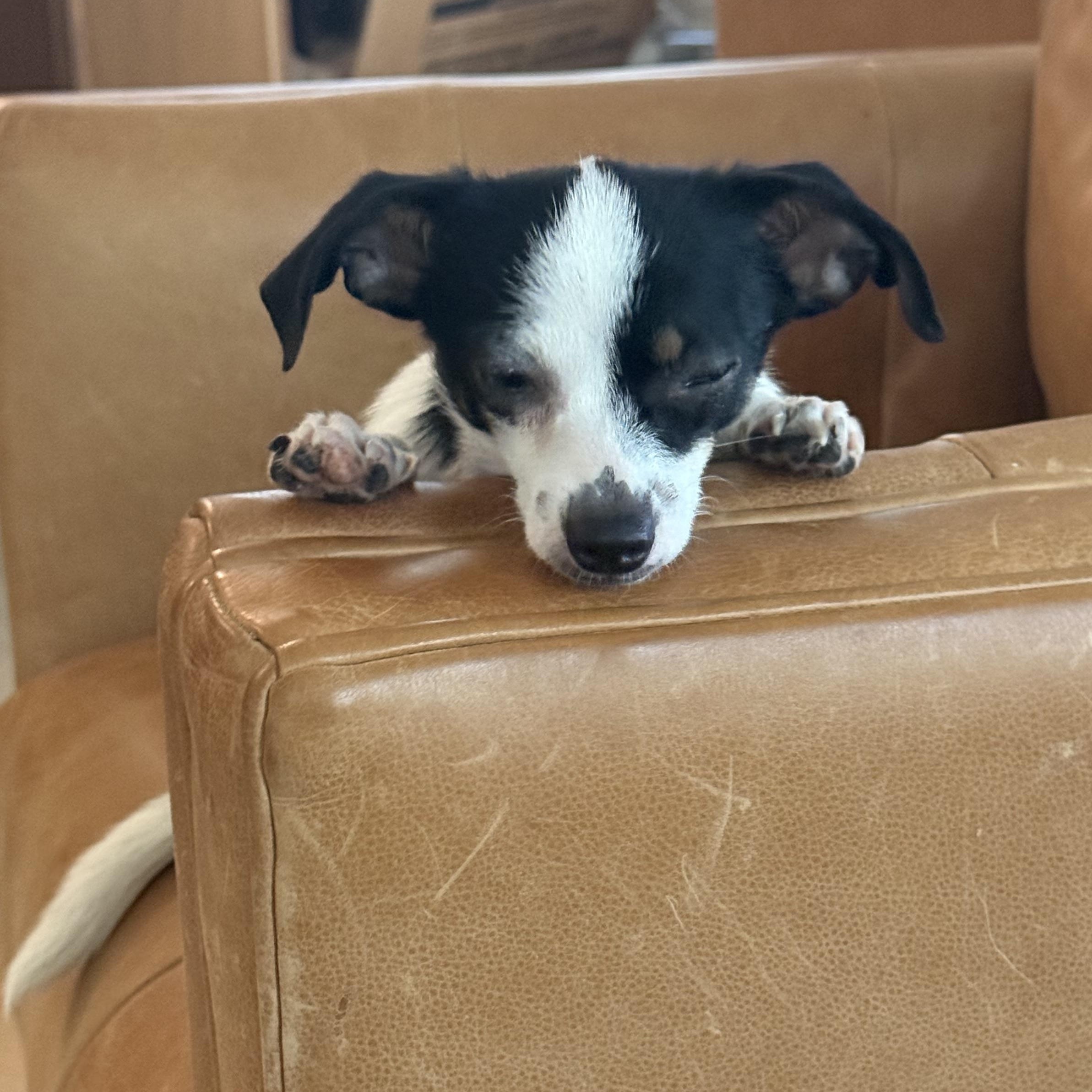 Sprinkles, ADOPTABLE, Young Female Chihuahua.