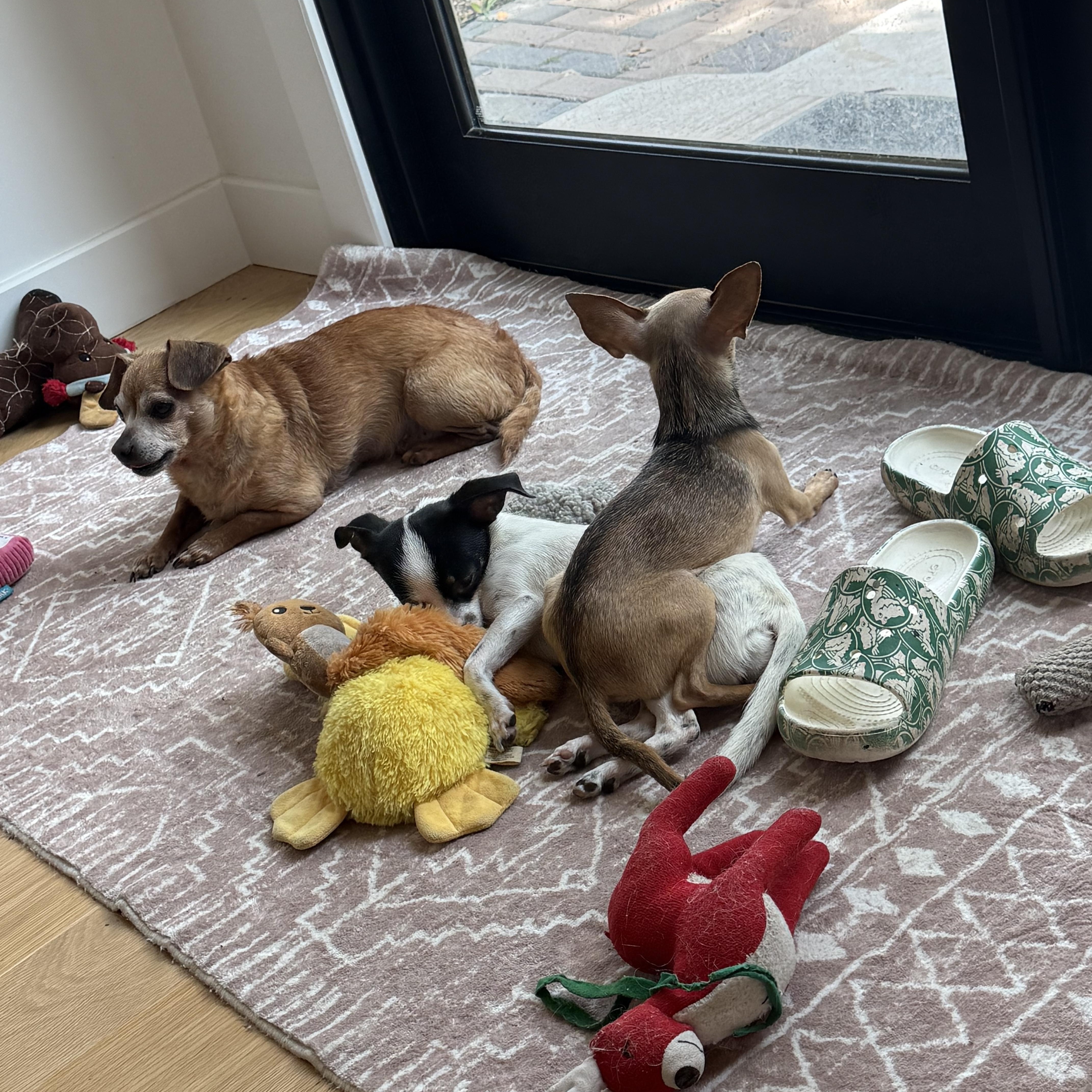 Sprinkles, a ADOPTABLE Chihuahua in Austin, TX image 5/6