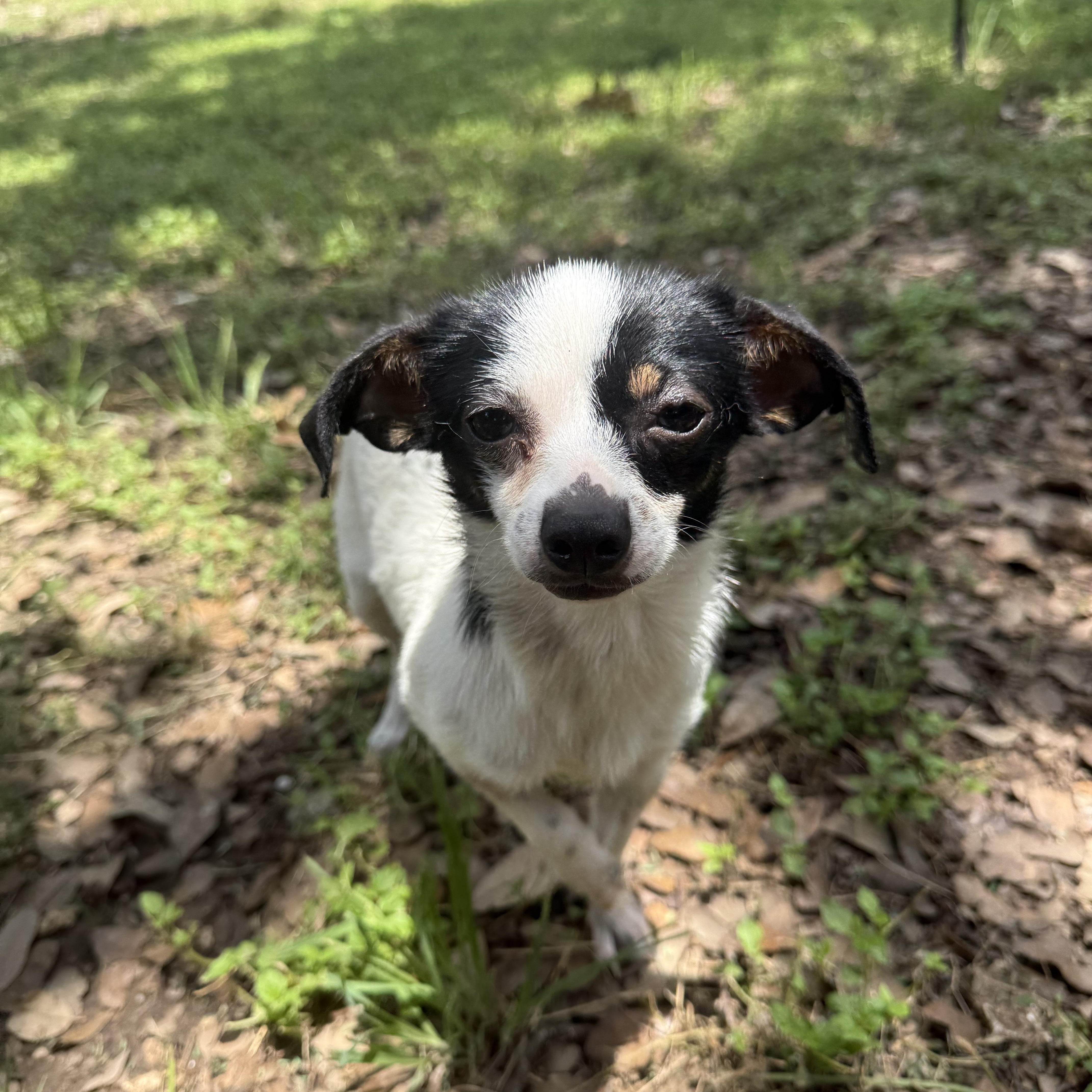 Sprinkles, a ADOPTABLE Chihuahua in Austin, TX image 3/6