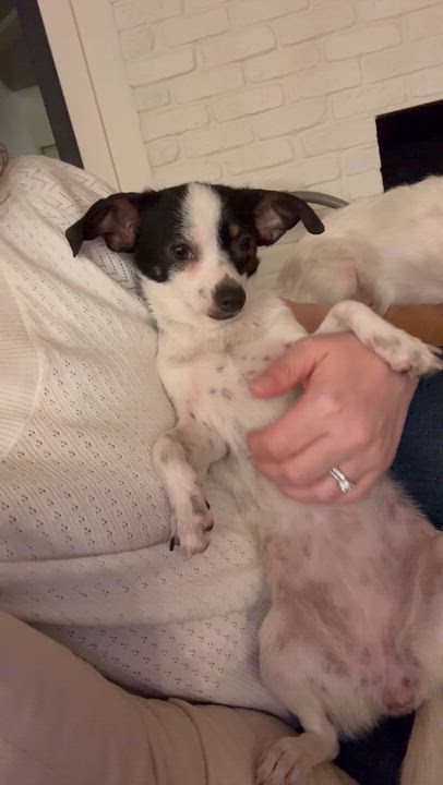 Enlarge Sprinkles, a ADOPTABLE Chihuahua in Austin, TX video 4/6
