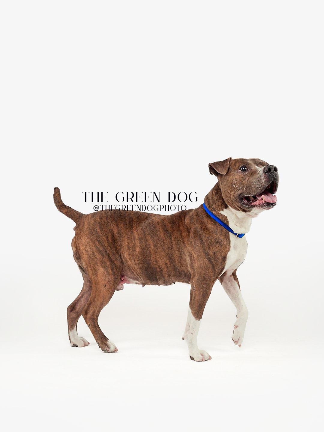 Enlarge Rocky, a Adoptable Pit Bull Terrier in Teterboro, NJ image 3/6