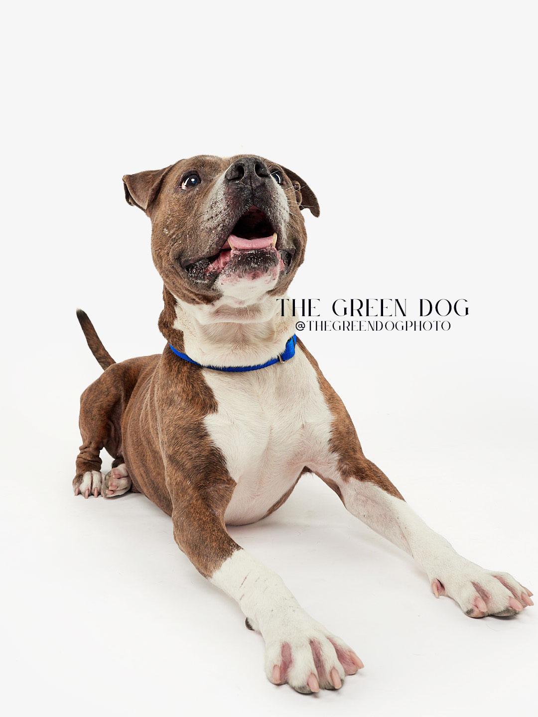 Enlarge Rocky, a Adoptable Pit Bull Terrier in Teterboro, NJ image 4/6