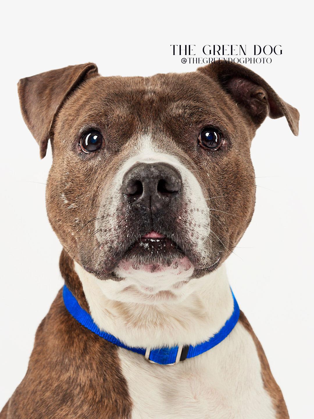 Rocky, Adoptable, Adult Male Pit Bull Terrier.