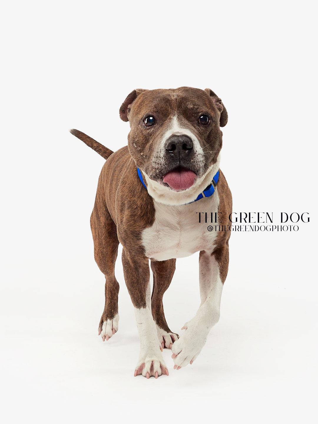 Enlarge Rocky, a Adoptable Pit Bull Terrier in Teterboro, NJ image 6/6