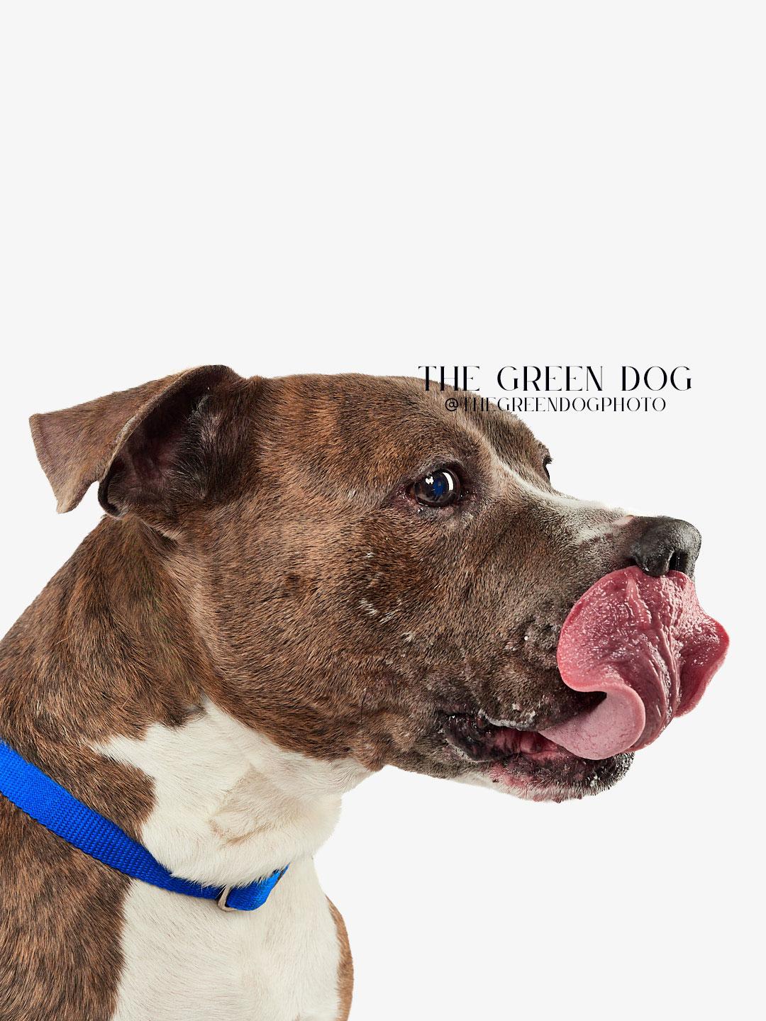 Enlarge Rocky, a Adoptable Pit Bull Terrier in Teterboro, NJ image 5/6