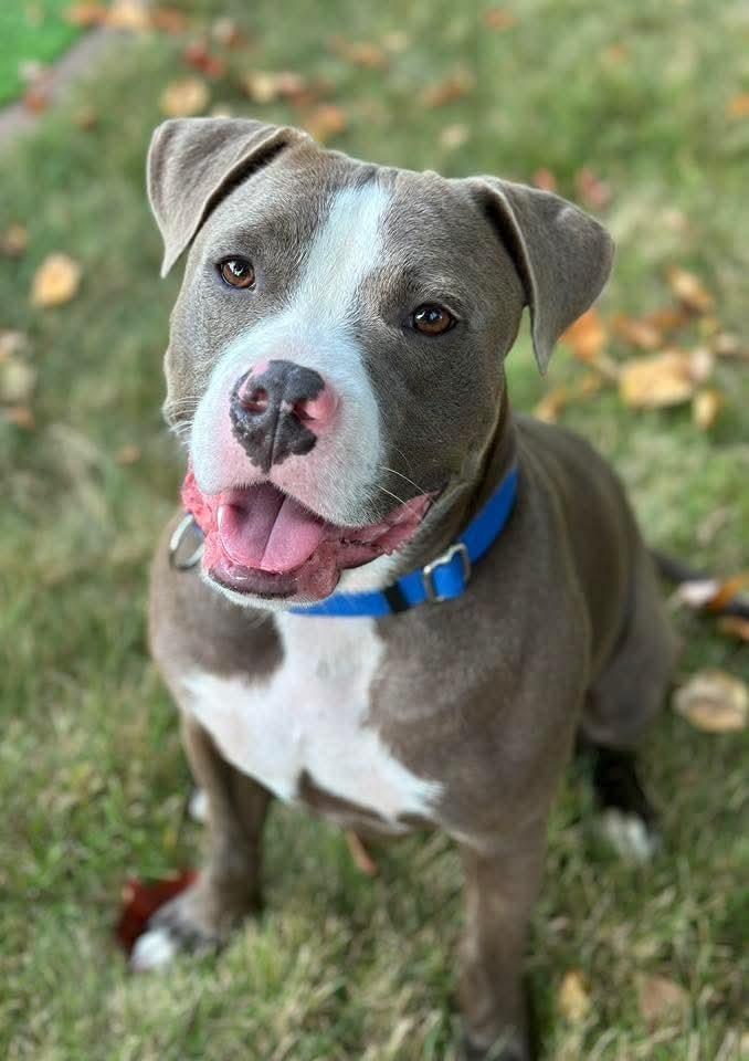 Max, Adoptable, Young Male Pit Bull Terrier.