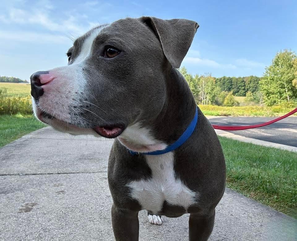 Max, a Adoptable mixed breed in Wausau, WI image 2/5